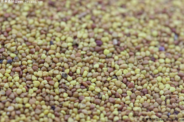 白三葉種子 白三葉種子