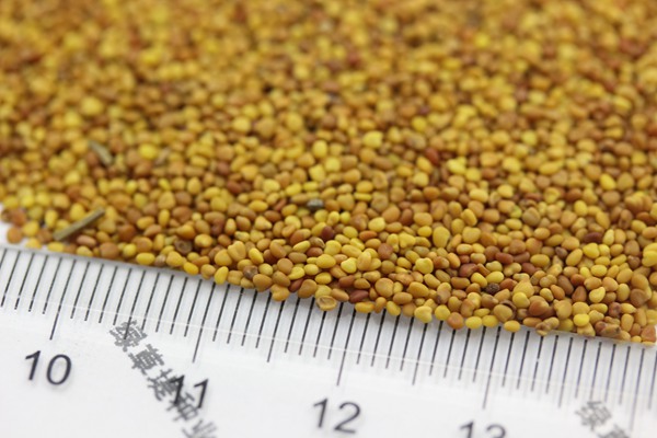 白三葉種子 白三葉種子