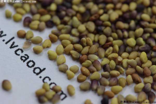 白三葉種子 白三葉種子