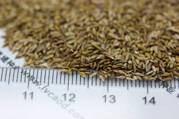 中華結縷草種子 中華結縷草種子