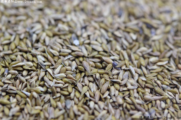 中華結縷草種子 中華結縷草種子