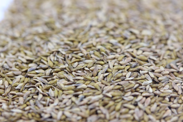 中華結縷草種子 中華結縷草種子