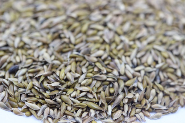 中華結縷草種子 中華結縷草種子