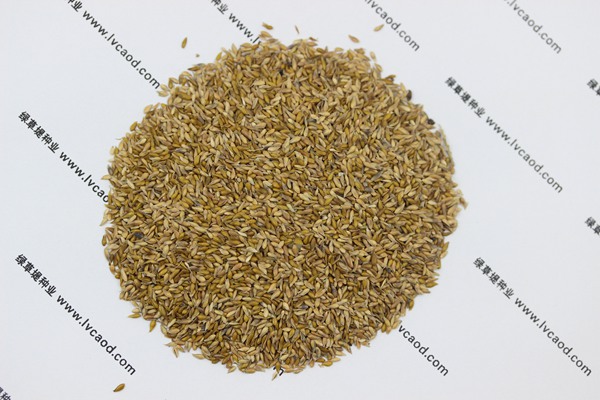 中華結縷草種子 中華結縷草種子