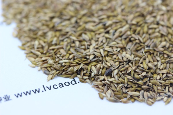 中華結縷草種子 中華結縷草種子