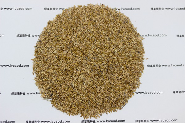 中華結縷草種子 中華結縷草種子