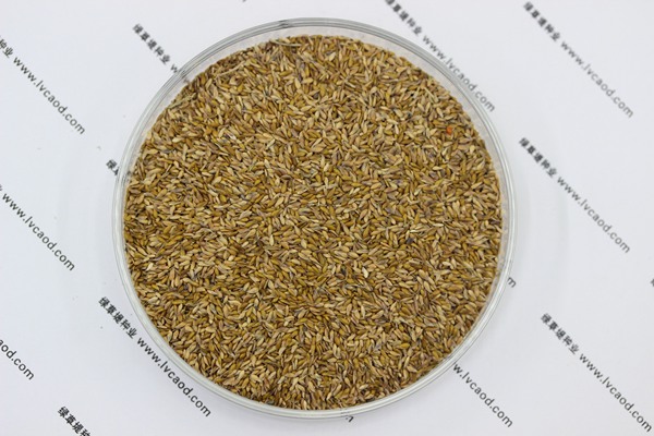 中華結縷草種子 中華結縷草種子