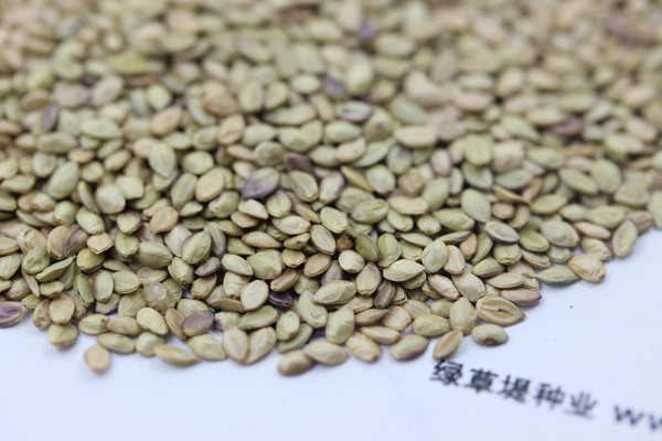 百喜草種子 百喜草種子