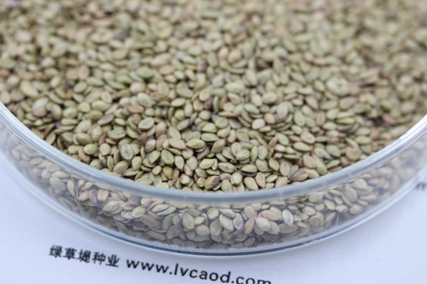 百喜草種子 百喜草種子