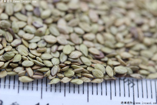 百喜草種子 百喜草種子