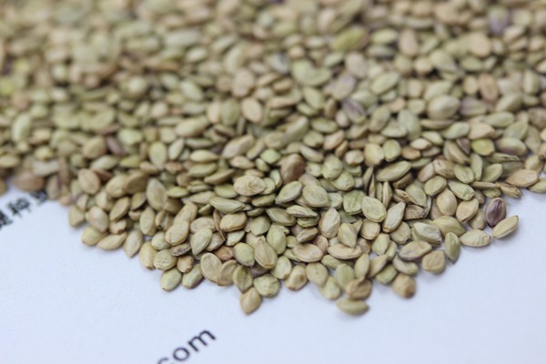 百喜草種子 百喜草種子