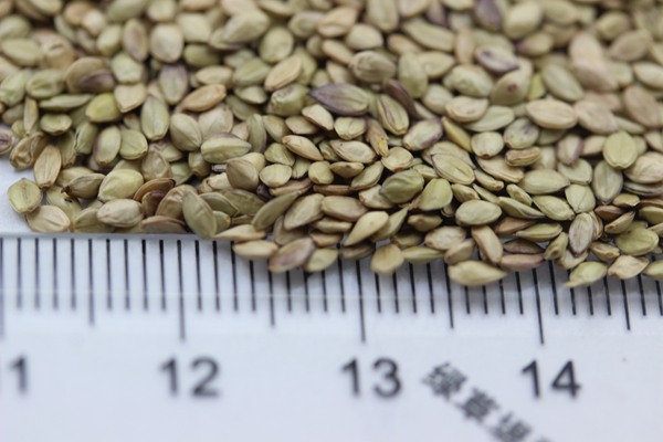 百喜草種子 百喜草種子