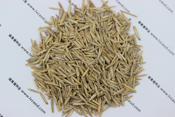 冰草種子 冰草種子