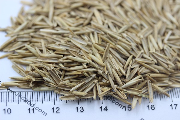 冰草種子 冰草種子