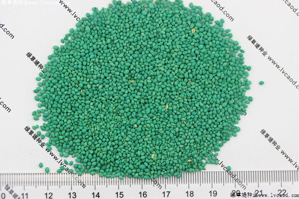 大葉油草種子 大葉油草種子