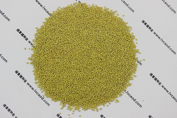 果嶺草種子 果嶺草種子