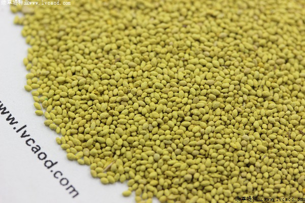 果嶺草種子 果嶺草種子