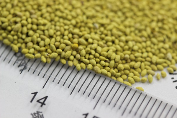 果嶺草種子 果嶺草種子