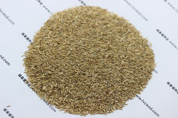 早熟禾種子 早熟禾種子