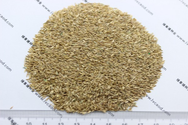 早熟禾種子 早熟禾種子