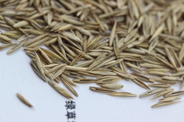 紫羊茅種子 紫羊茅種子