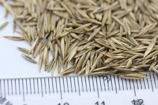 紫羊茅種子 紫羊茅種子