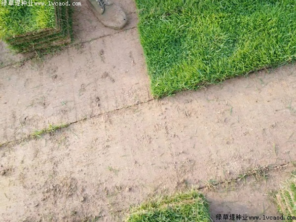 馬尼拉草坪種子的價(jià)格.jpg 馬尼拉草坪種子的價(jià)格.jpg