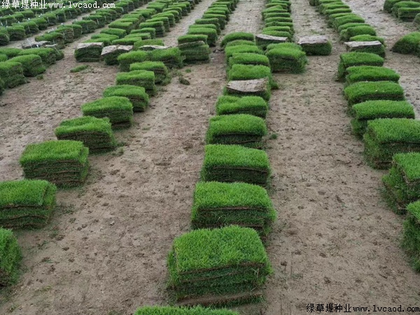 馬尼拉草坪種子的價(jià)格.jpg 馬尼拉草坪種子的價(jià)格.jpg