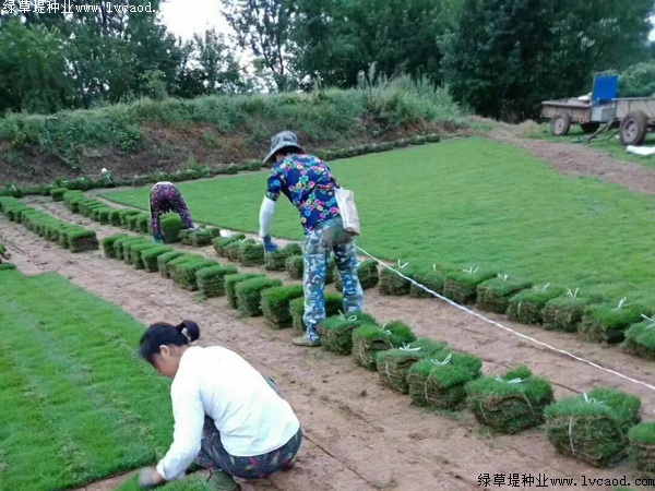 馬尼拉草坪種子的價(jià)格.jpg 馬尼拉草坪種子的價(jià)格.jpg