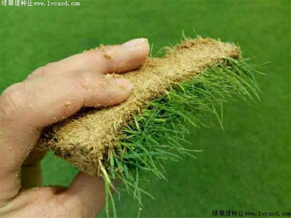 馬尼拉草坪 馬尼拉草坪