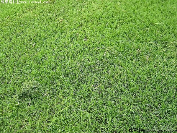 臺(tái)灣草 臺(tái)灣草