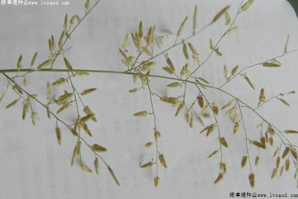 彎葉畫(huà)眉草的播種技巧和用途分享 彎葉畫(huà)眉草的播種技巧和用途分享