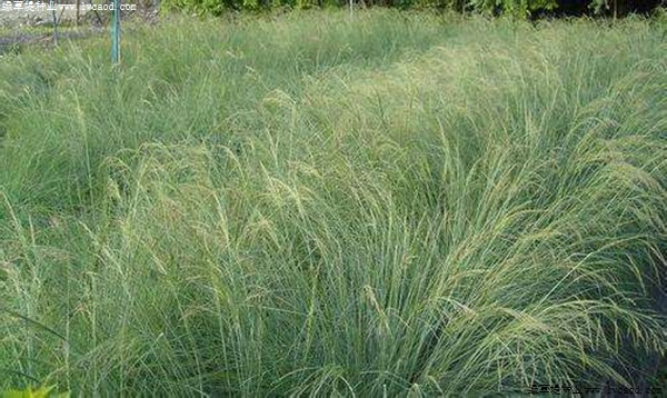 彎葉畫(huà)眉草 彎葉畫(huà)眉草