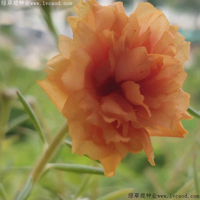 太陽(yáng)花 太陽(yáng)花