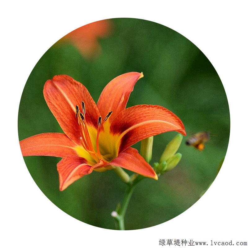 大花萱草 大花萱草