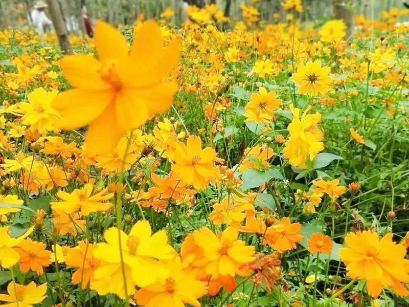 1590577189761243.jpg 13.jpg