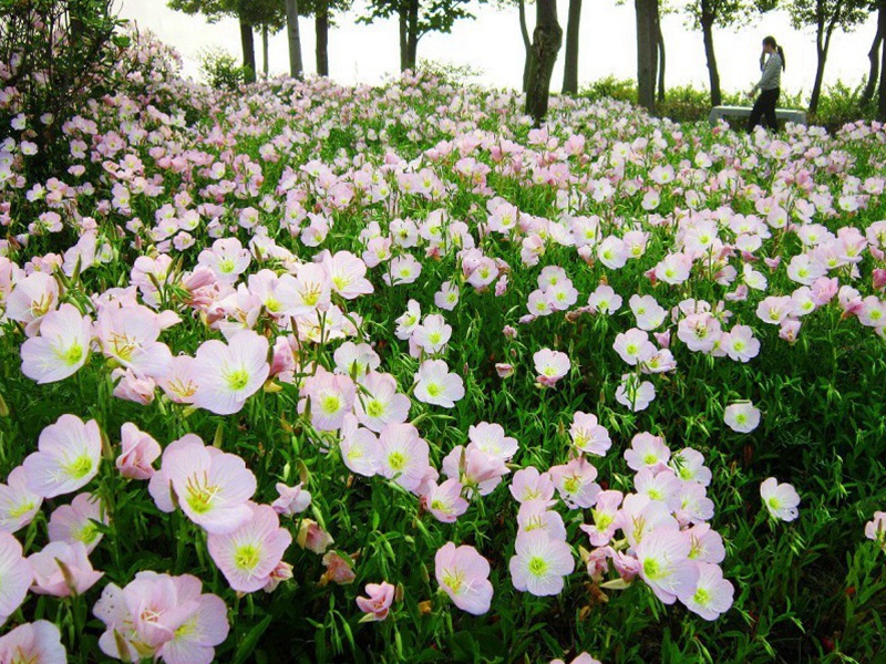 1590933006954023.jpg 3.jpg