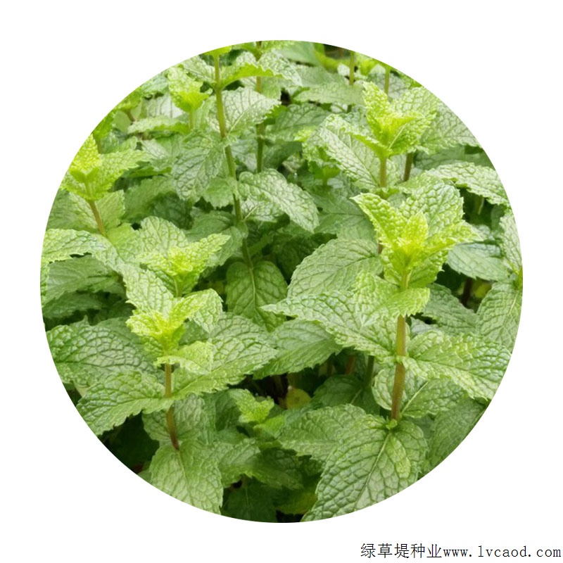 薄荷進(jìn)口 薄荷進(jìn)口