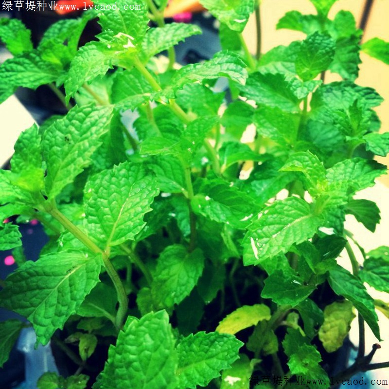 薄荷進(jìn)口 薄荷進(jìn)口