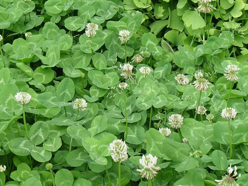 白三葉草坪 白三葉草坪