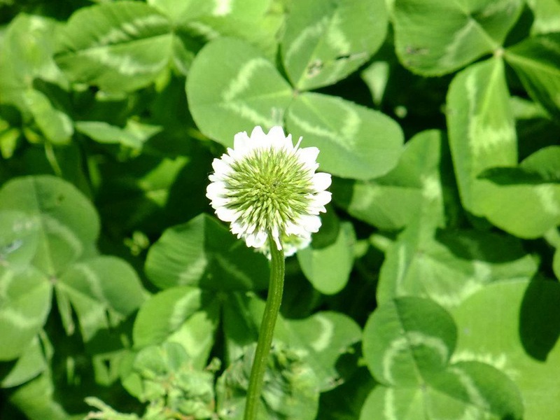 白三葉草坪 白三葉草坪