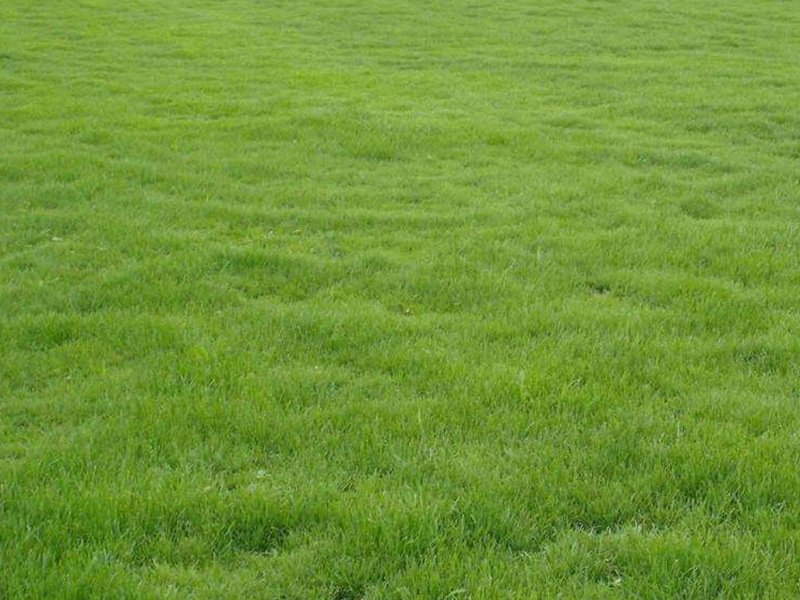 中華結縷草草坪 中華結縷草草坪