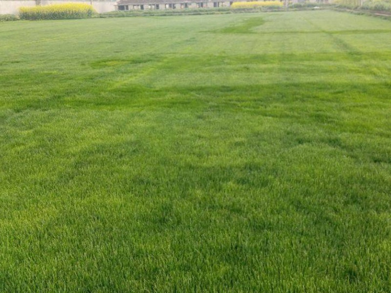 中華結縷草草坪 中華結縷草草坪