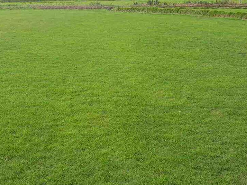 中華結縷草草坪 中華結縷草草坪