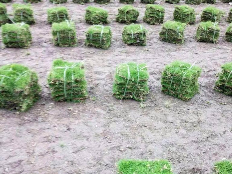 中華結縷草草坪 中華結縷草草坪