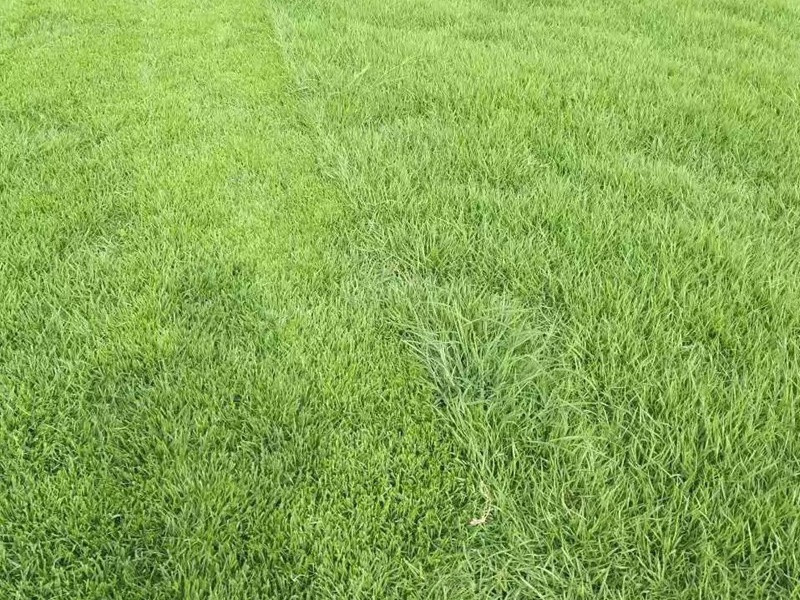 中華結縷草草坪 中華結縷草草坪