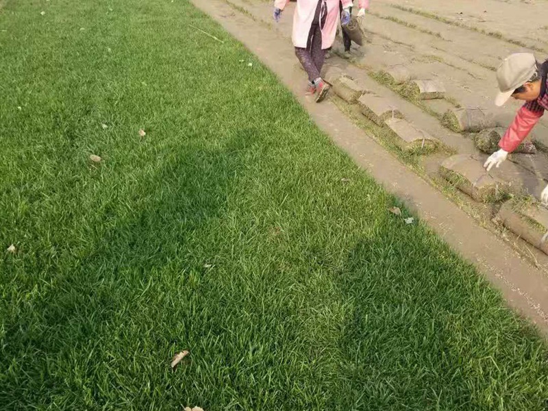 果嶺草草坪 果嶺草草坪