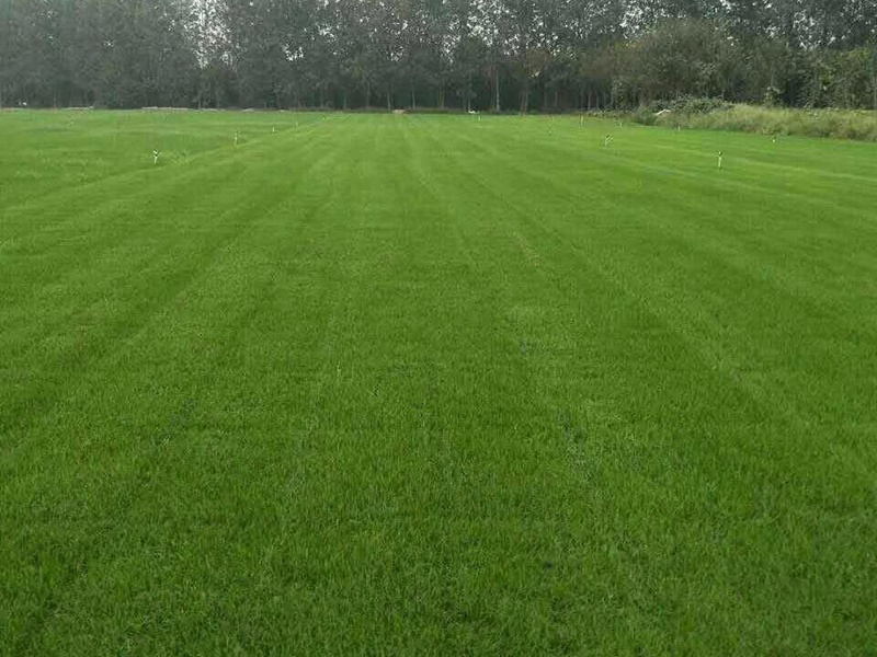 果嶺草草坪 果嶺草草坪