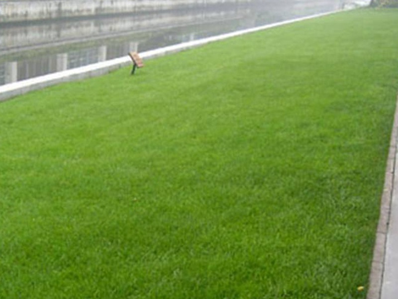 四季青草坪種子 四季青草坪種子