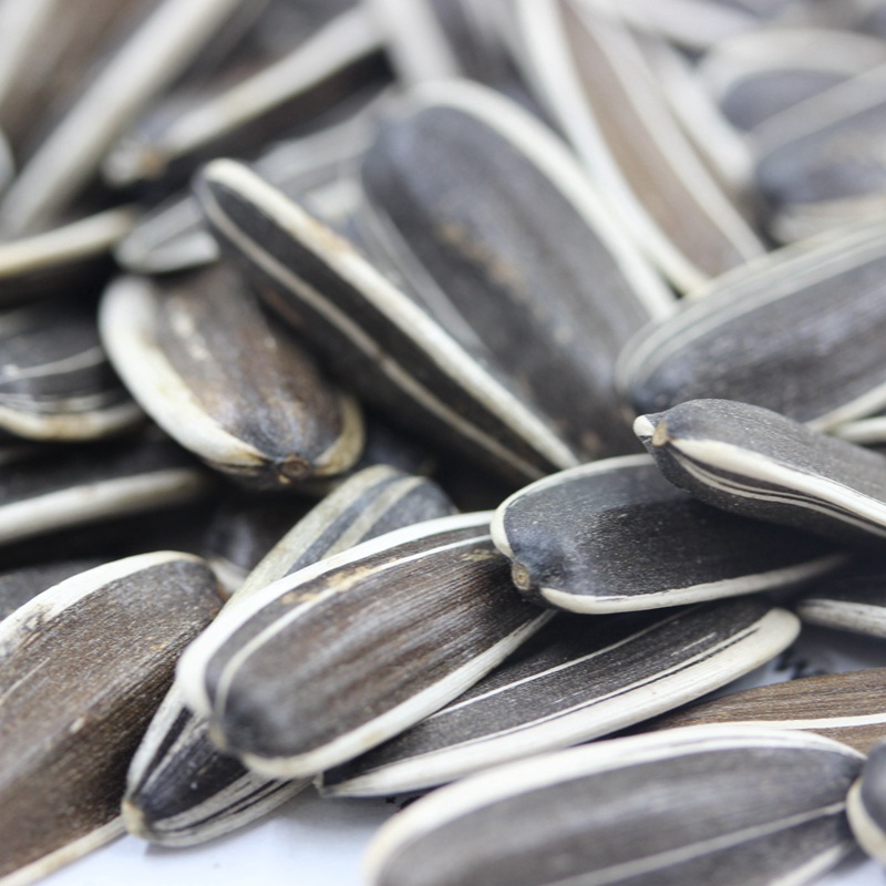 1595085395242024.jpg 油葵 (3).JPG